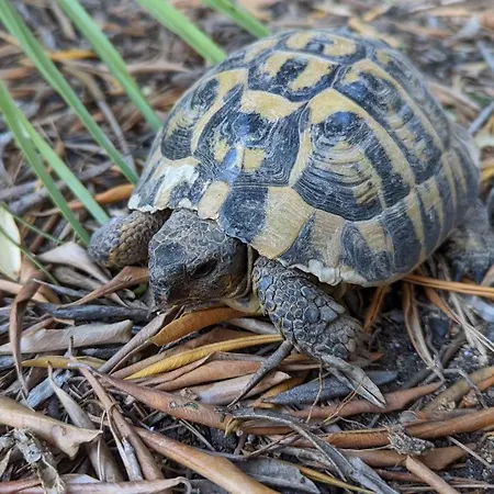 Serena - Piscine, Tennis Sur Place Pensión La Ciotat